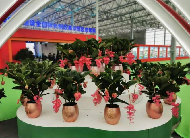  中国生态原产地联合体专家出席安徽花卉博览会(图7)